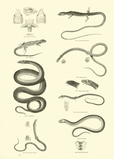 Side fra The Pictorial Museum of Animated Nature av English School