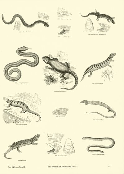Side fra The Pictorial Museum of Animated Nature av English School