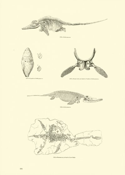 Side fra The Pictorial Museum of Animated Nature av English School