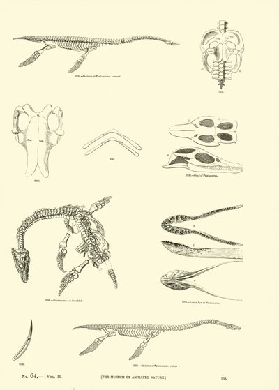 Side fra The Pictorial Museum of Animated Nature av English School