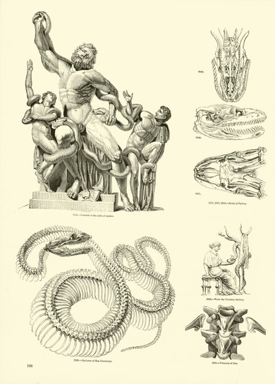 Side fra The Pictorial Museum of Animated Nature av English School