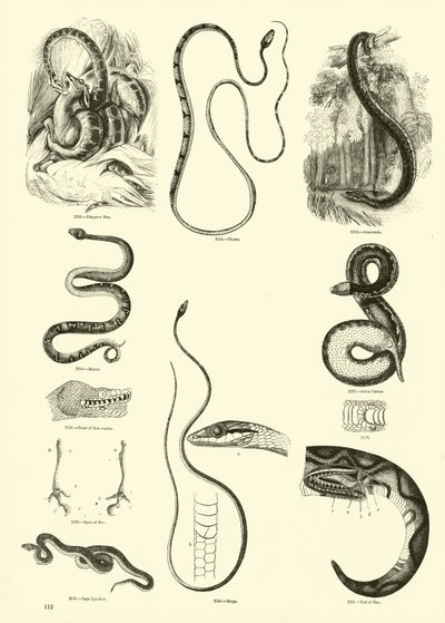 Side fra The Pictorial Museum of Animated Nature av English School