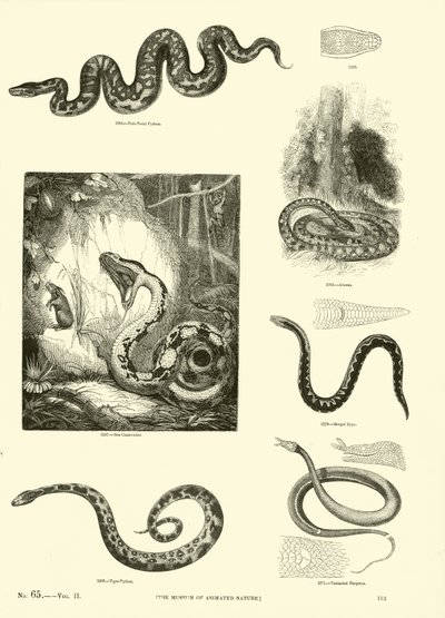 Side fra The Pictorial Museum of Animated Nature av English School