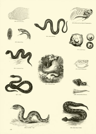 Side fra The Pictorial Museum of Animated Nature av English School