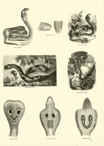 Side fra The Pictorial Museum of Animated Nature av English School