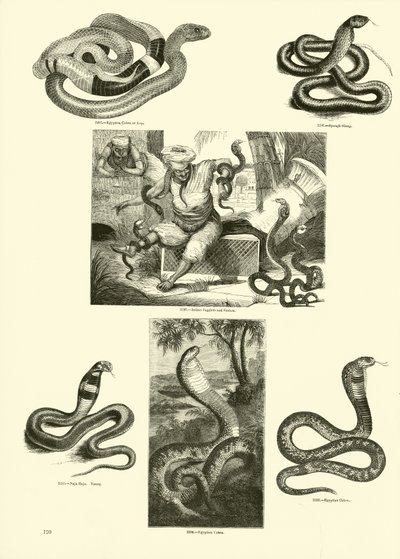 Side fra The Pictorial Museum of Animated Nature av English School