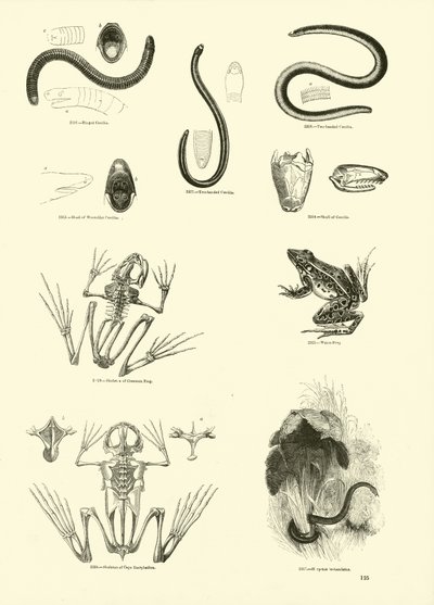 Side fra The Pictorial Museum of Animated Nature av English School