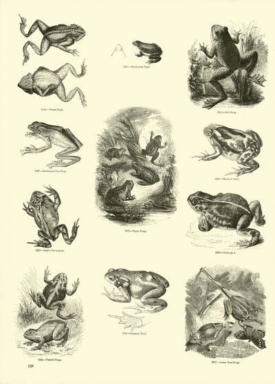 Side fra The Pictorial Museum of Animated Nature av English School