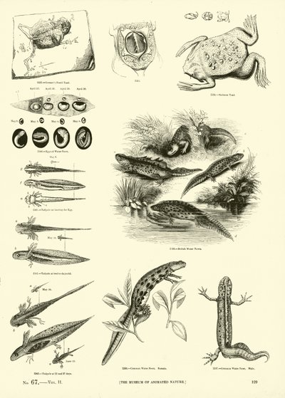 Side fra The Pictorial Museum of Animated Nature av English School