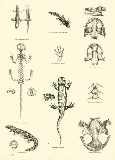 Side fra The Pictorial Museum of Animated Nature av English School