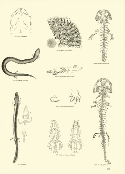 Side fra The Pictorial Museum of Animated Nature av English School