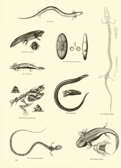 Side fra The Pictorial Museum of Animated Nature av English School