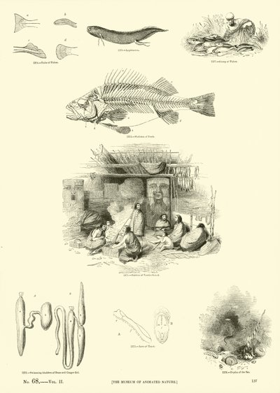 Side fra The Pictorial Museum of Animated Nature av English School
