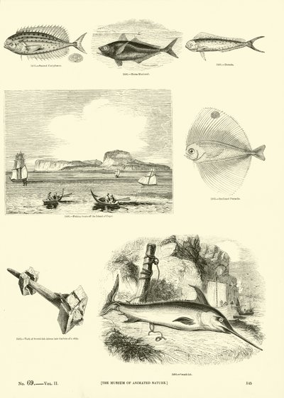 Side fra The Pictorial Museum of Animated Nature av English School
