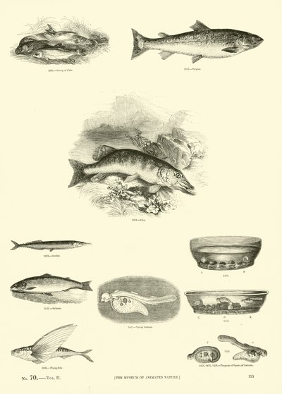 Side fra The Pictorial Museum of Animated Nature av English School