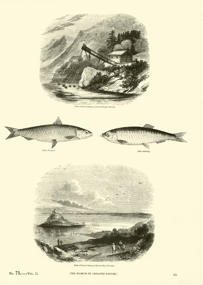 Side fra The Pictorial Museum of Animated Nature av English School