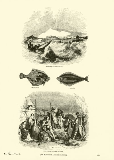 Side fra The Pictorial Museum of Animated Nature av English School