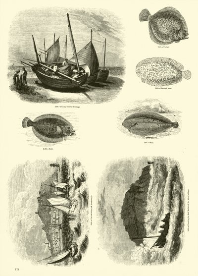 Side fra The Pictorial Museum of Animated Nature av English School