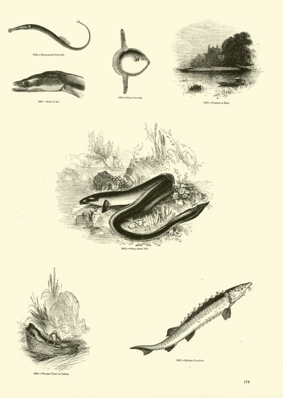 Side fra The Pictorial Museum of Animated Nature av English School