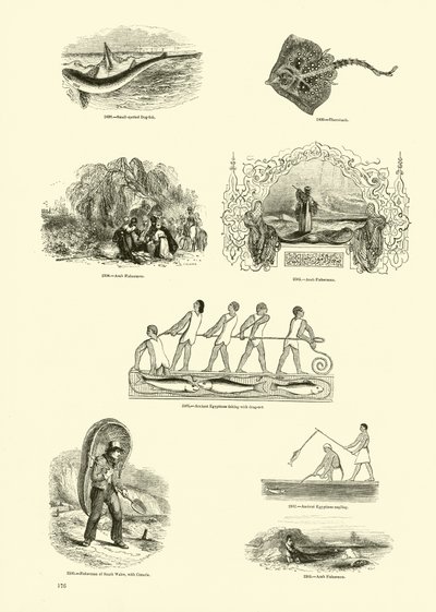 Side fra The Pictorial Museum of Animated Nature av English School