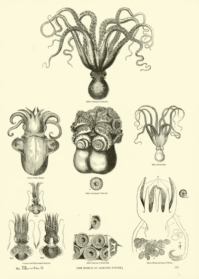 Side fra The Pictorial Museum of Animated Nature av English School