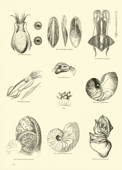 Side fra The Pictorial Museum of Animated Nature av English School