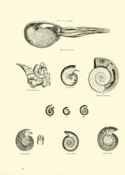 Side fra The Pictorial Museum of Animated Nature av English School