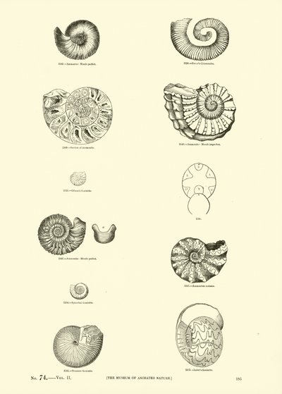Side fra The Pictorial Museum of Animated Nature av English School
