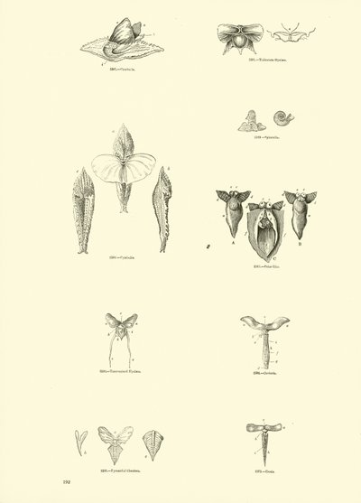 Side fra The Pictorial Museum of Animated Nature av English School