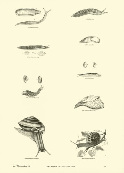Side fra The Pictorial Museum of Animated Nature av English School