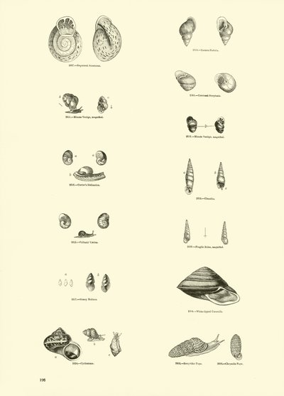 Side fra The Pictorial Museum of Animated Nature av English School