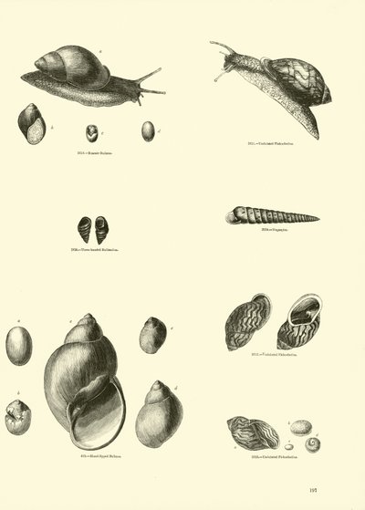 Side fra The Pictorial Museum of Animated Nature av English School
