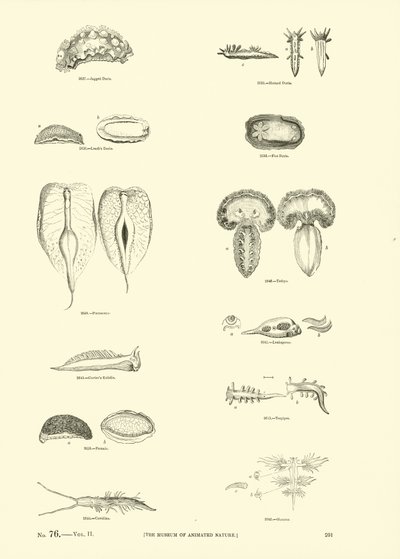 Side fra The Pictorial Museum of Animated Nature av English School