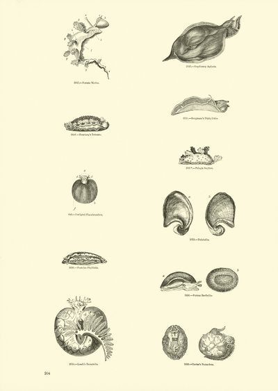 Side fra The Pictorial Museum of Animated Nature av English School