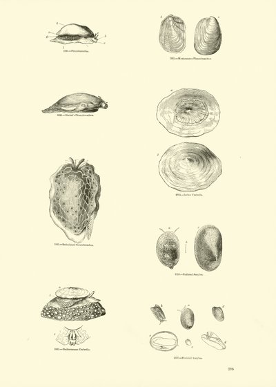 Side fra The Pictorial Museum of Animated Nature av English School