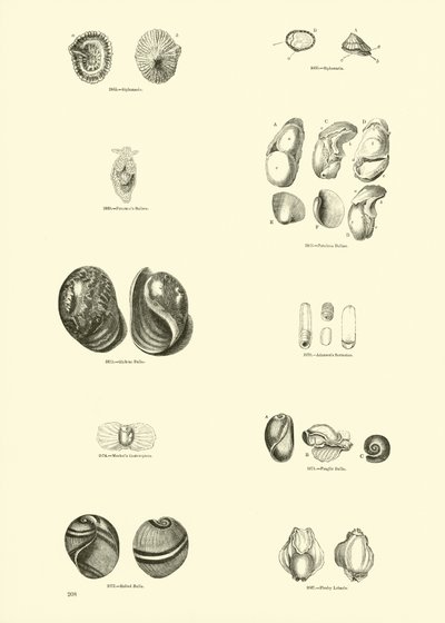 Side fra The Pictorial Museum of Animated Nature av English School