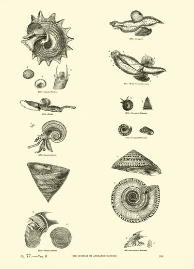 Side fra The Pictorial Museum of Animated Nature av English School