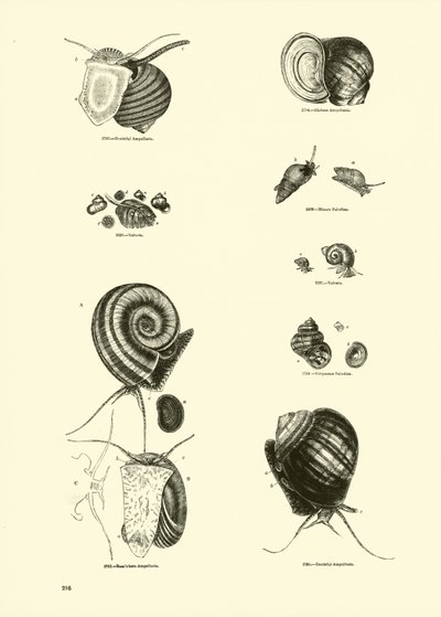 Side fra The Pictorial Museum of Animated Nature av English School