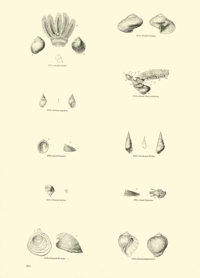 Side fra The Pictorial Museum of Animated Nature av English School