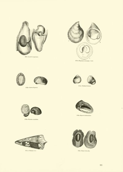 Side fra The Pictorial Museum of Animated Nature av English School