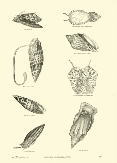 Side fra The Pictorial Museum of Animated Nature av English School