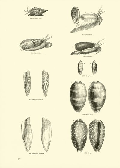 Side fra The Pictorial Museum of Animated Nature av English School