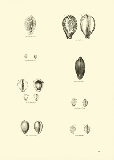 Side fra The Pictorial Museum of Animated Nature av English School