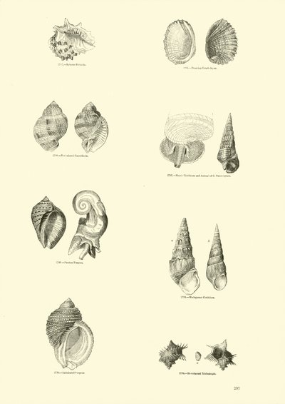 Side fra The Pictorial Museum of Animated Nature av English School