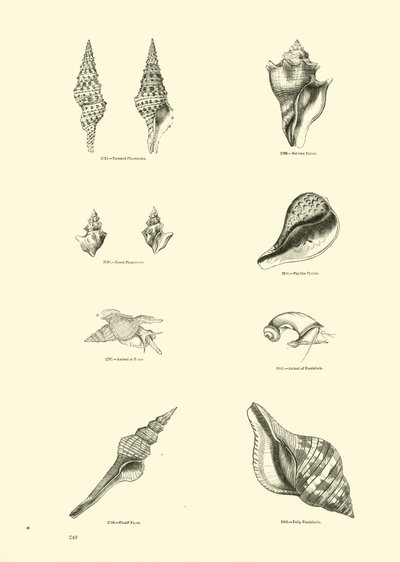 Side fra The Pictorial Museum of Animated Nature av English School