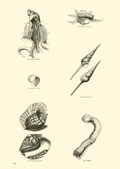Side fra The Pictorial Museum of Animated Nature av English School