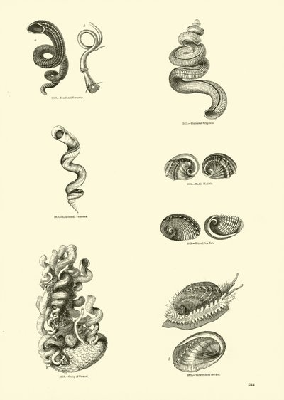 Side fra The Pictorial Museum of Animated Nature av English School