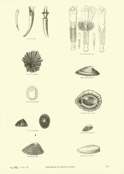 Side fra The Pictorial Museum of Animated Nature av English School