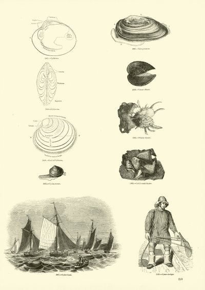 Side fra The Pictorial Museum of Animated Nature av English School