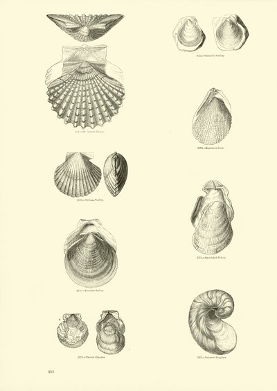 Side fra The Pictorial Museum of Animated Nature av English School